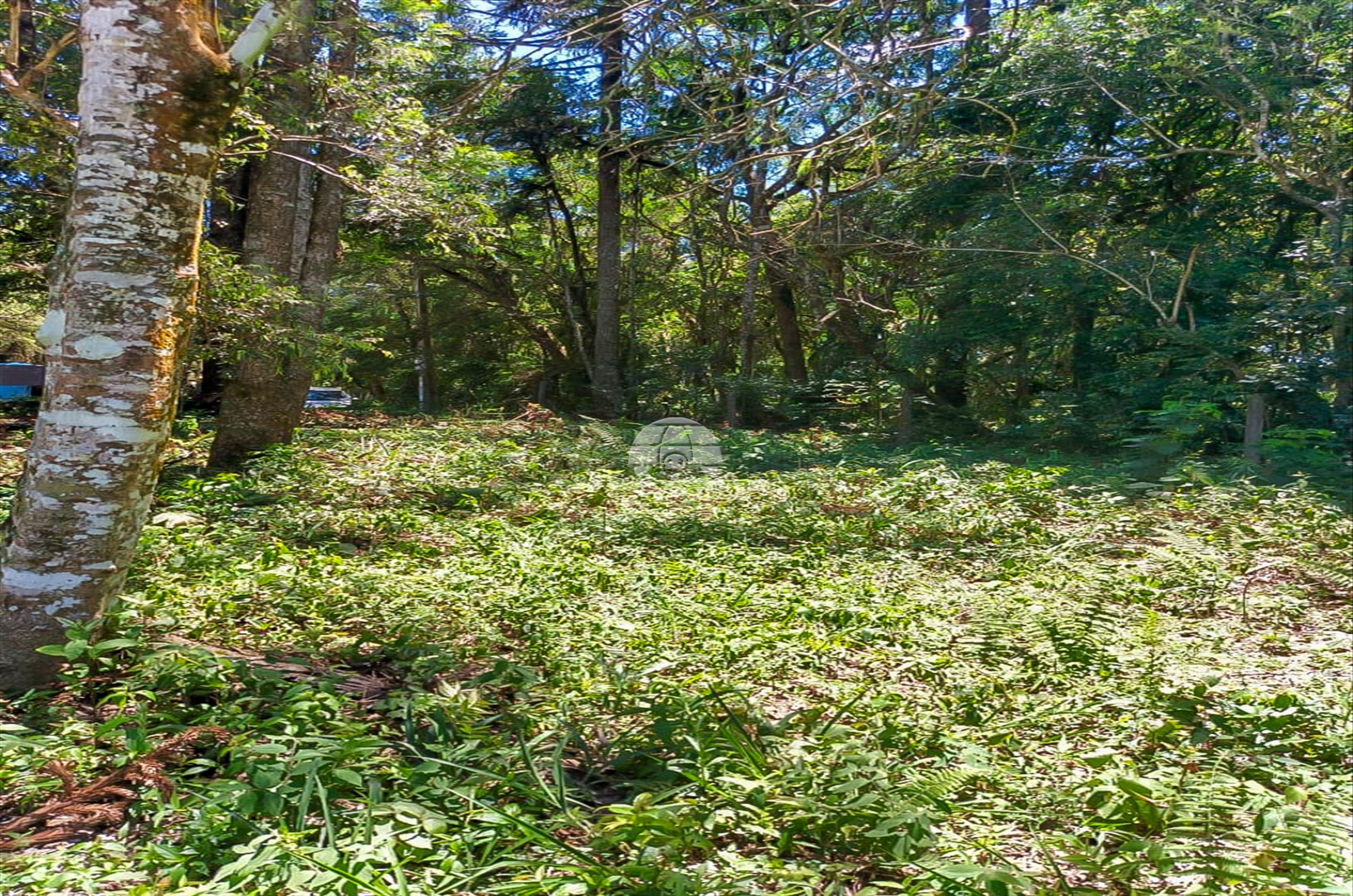 Terreno/Área à venda em Aristocrata, São José dos Pinhais — Portal Chave Fácil