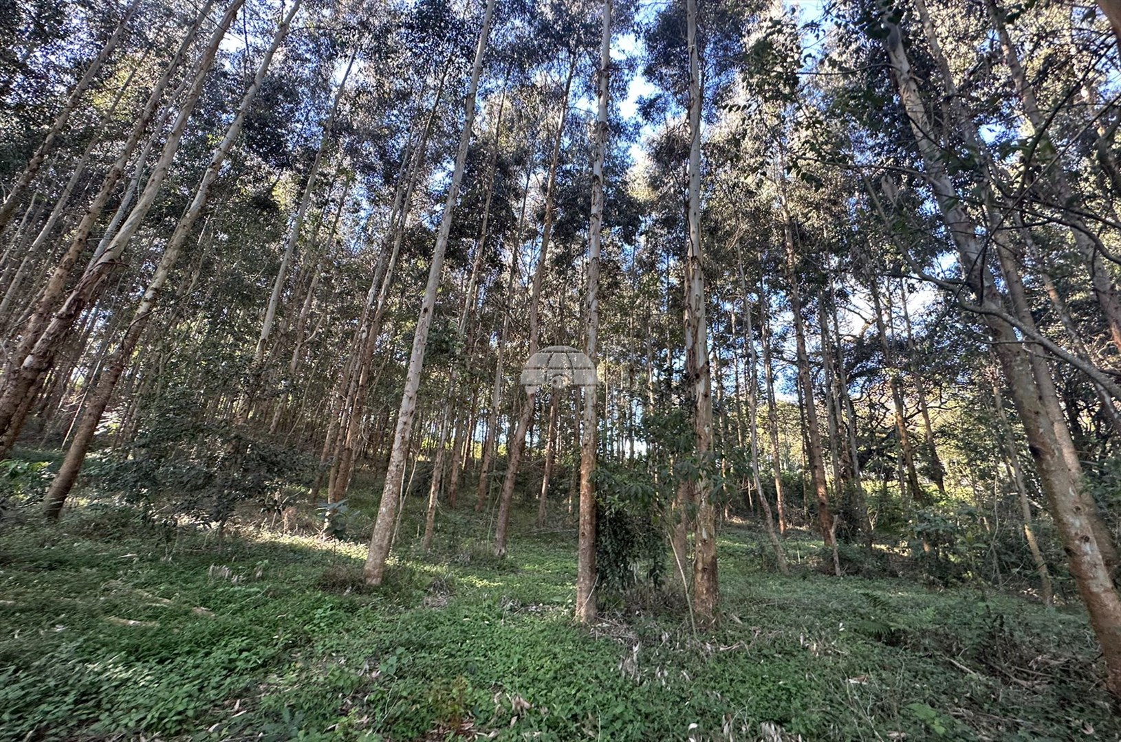 Terreno/Área à venda em Zona Rural, Coronel Vivida — Portal Chave Fácil