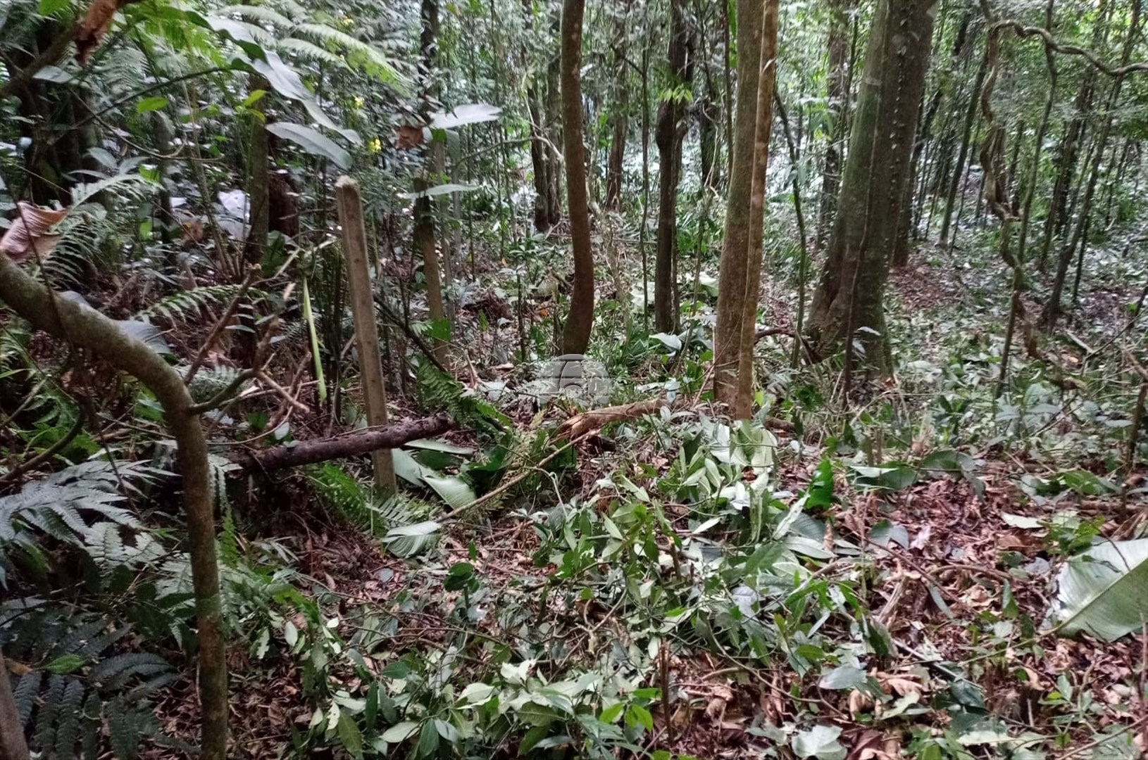 Terreno/Área à venda em Penha, Antonina — Portal Chave Fácil