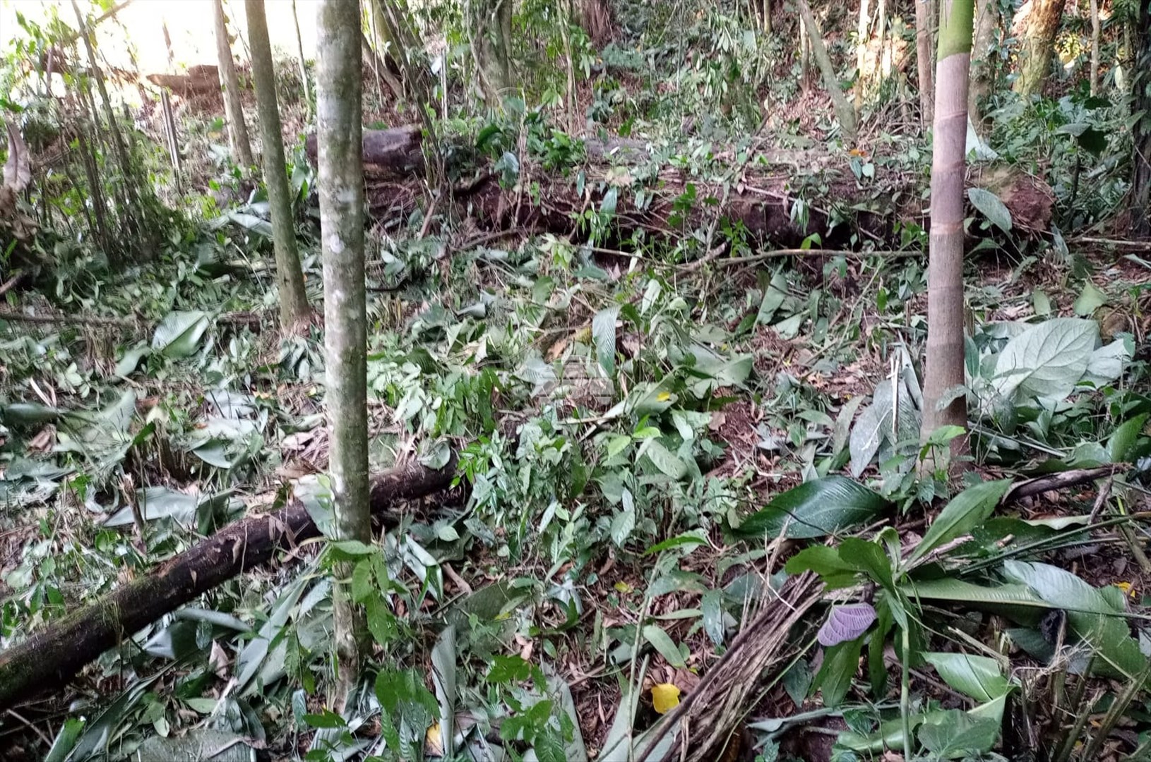 Terreno/Área à venda em Penha, Antonina — Portal Chave Fácil