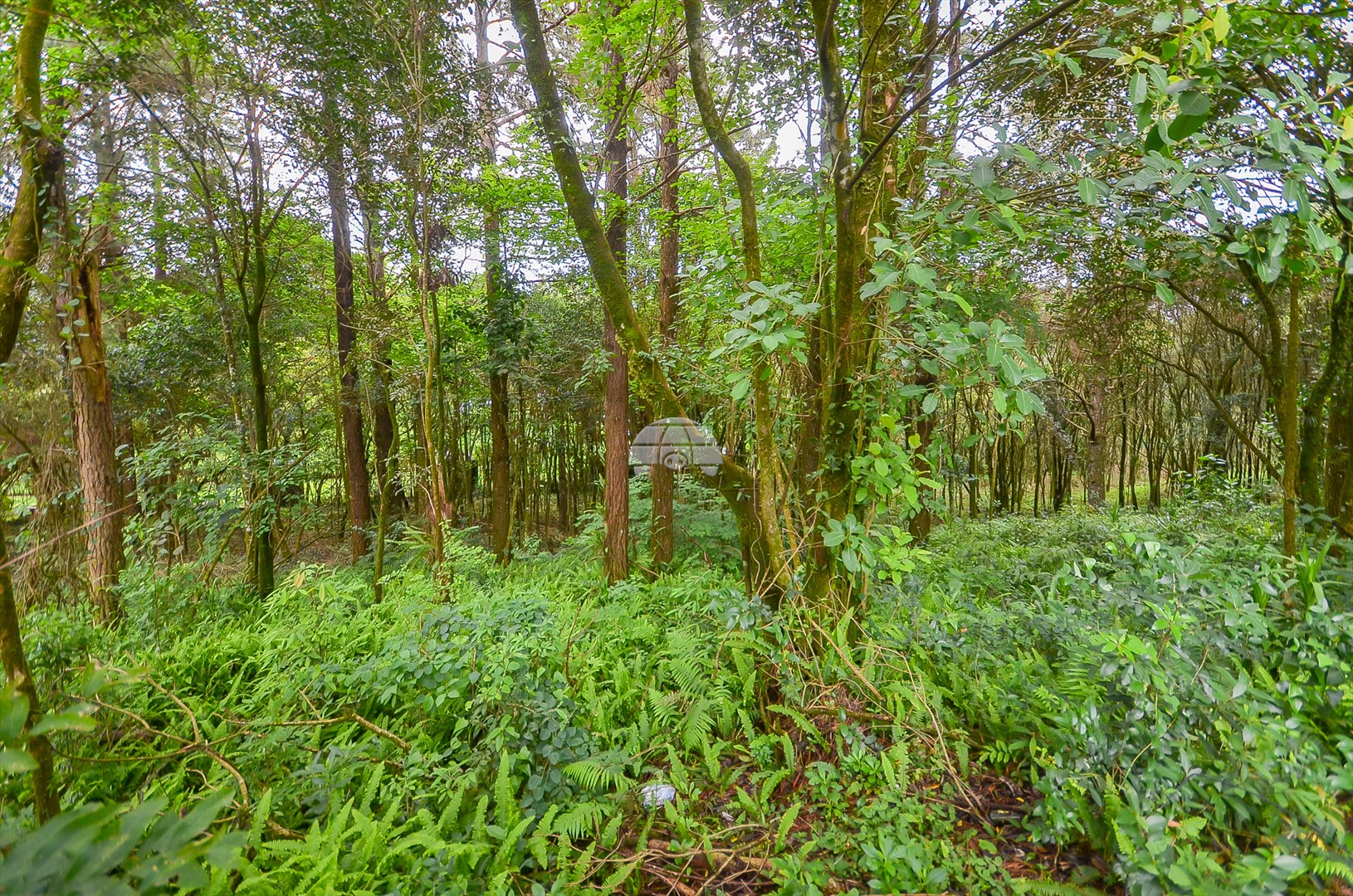 Terreno/Área à venda em Colonia Santa Grabriela, Almirante Tamandaré — Portal Chave Fácil