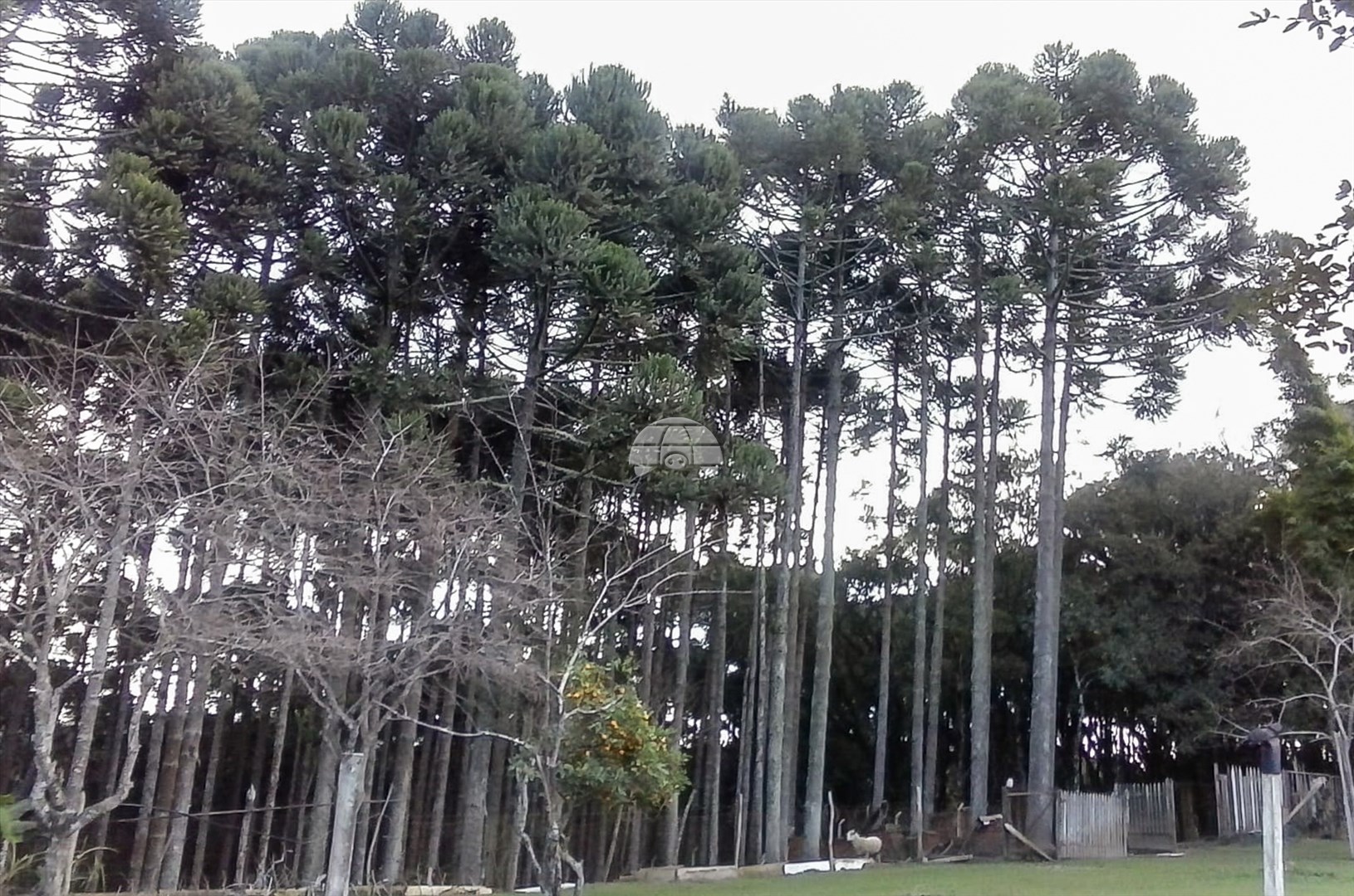 Fazenda à venda em Jardim Karla, Pinhais — Portal Chave Fácil