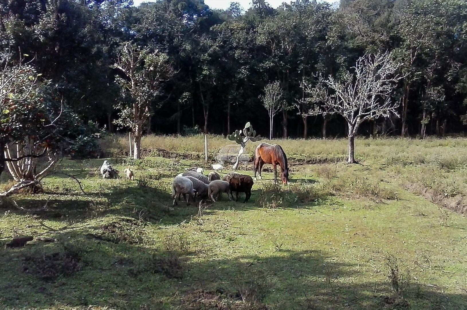 Fazenda à venda em Jardim Karla, Pinhais — Portal Chave Fácil
