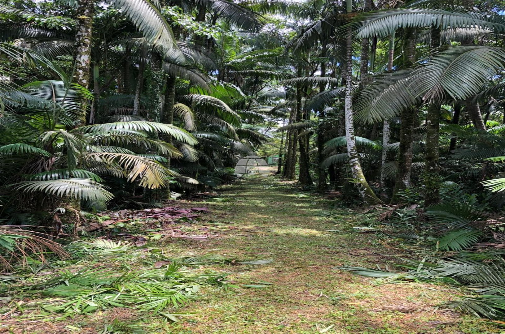 Chácara à venda em Estrada Do Cacatu, Antonina — Portal Chave Fácil
