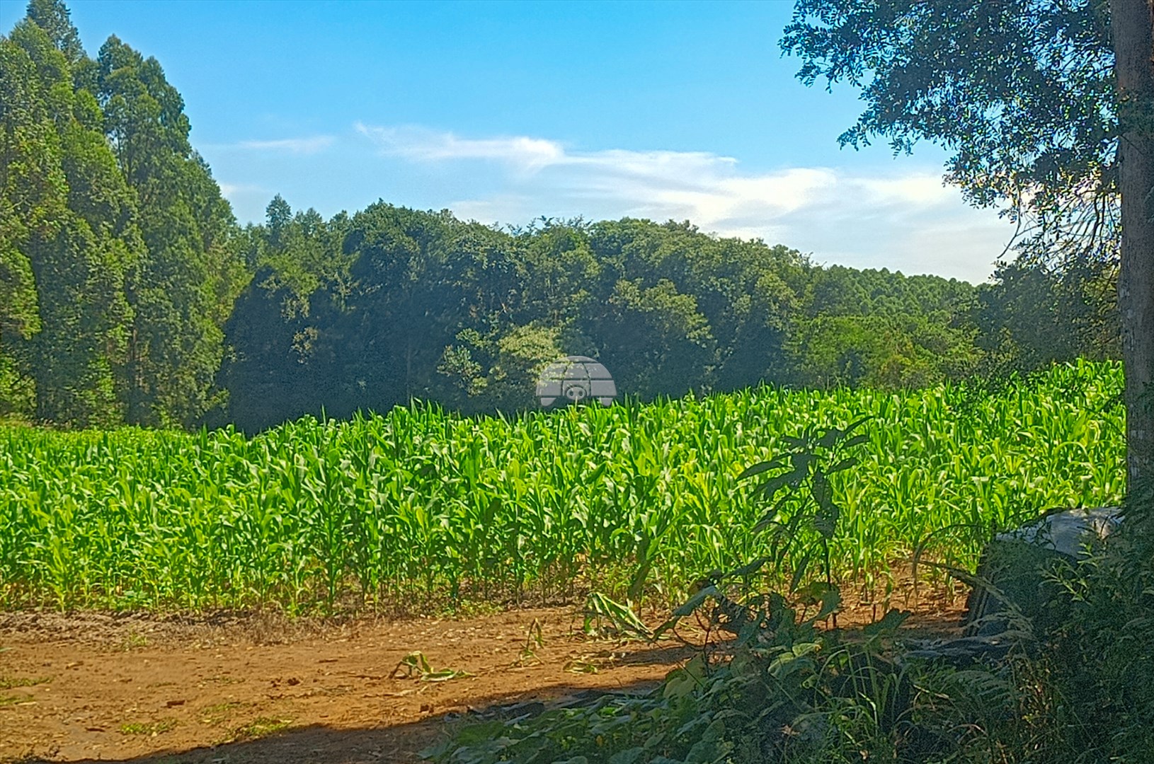 Terreno/Área à venda em Campinas Belas, Reserva — Portal Chave Fácil