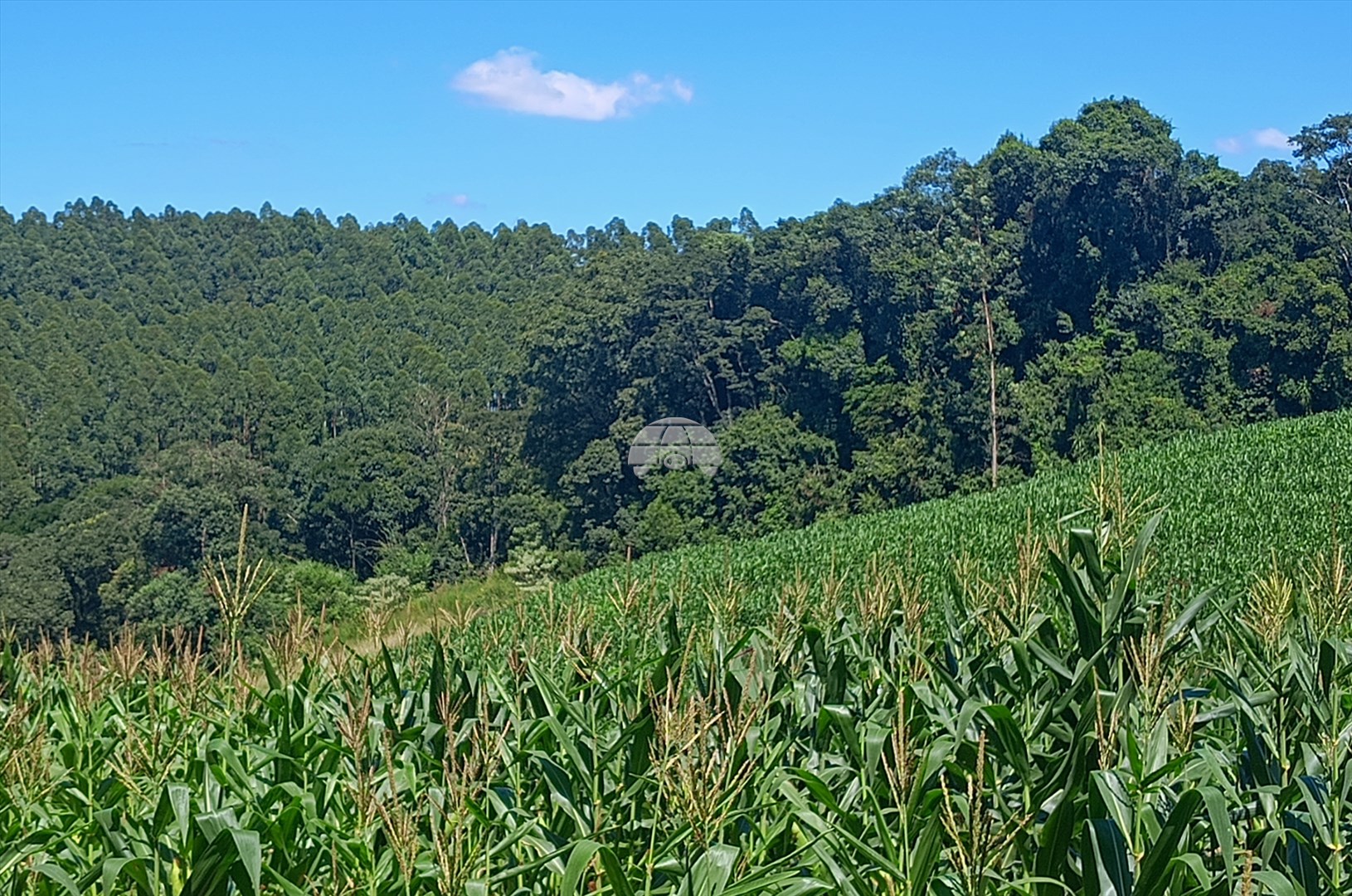 Terreno/Área à venda em Campinas Belas, Reserva — Portal Chave Fácil