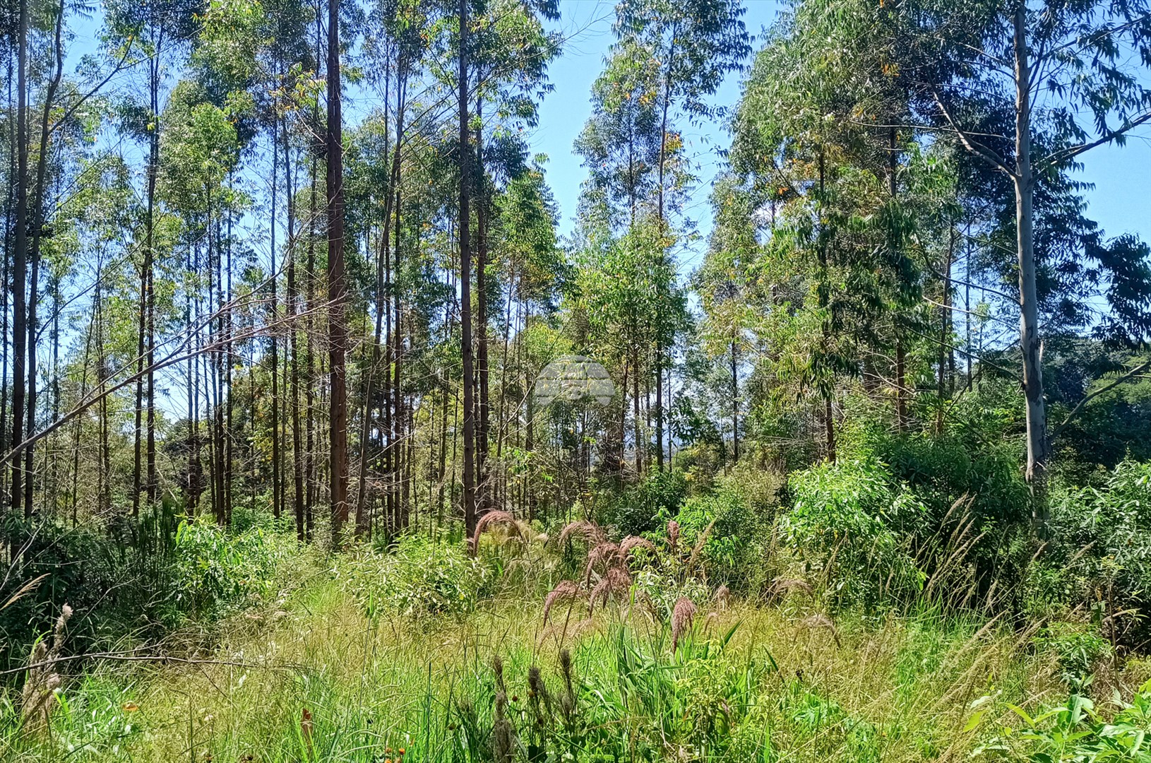 Terreno/Área à venda em Campinas Belas, Reserva — Portal Chave Fácil