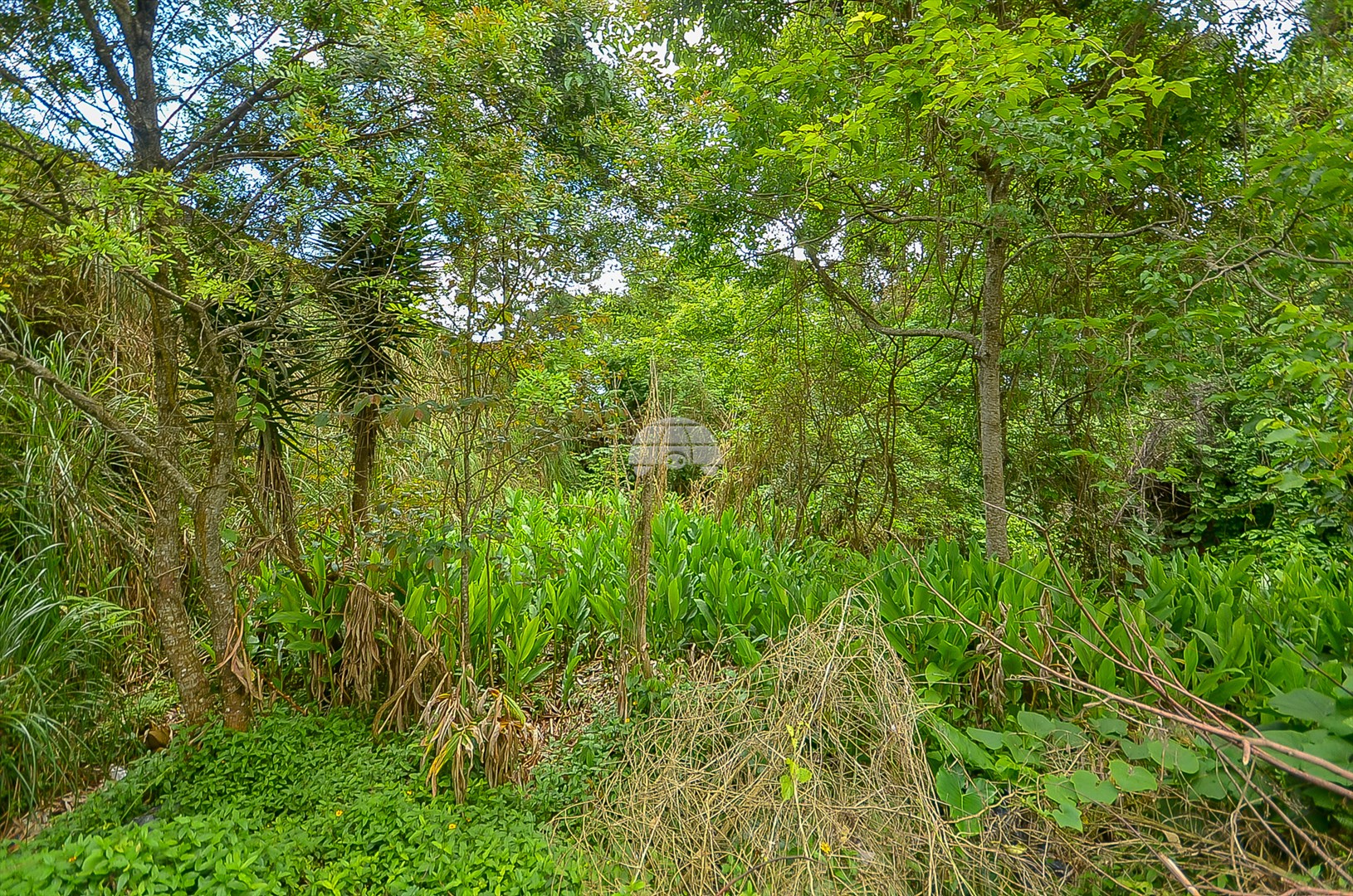 Terreno/Área à venda em Roça Grande, Colombo — Kondor Imóveis: Imobiliária em Curitiba | Uma imobiliária pra você