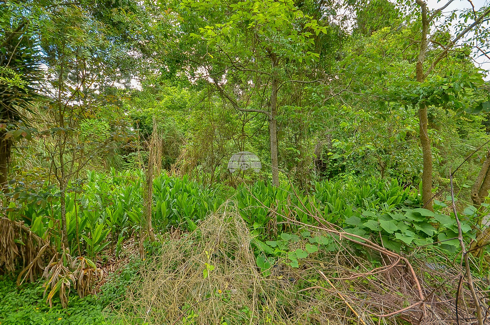 Terreno/Área à venda em Roça Grande, Colombo — Kondor Imóveis: Imobiliária em Curitiba | Uma imobiliária pra você
