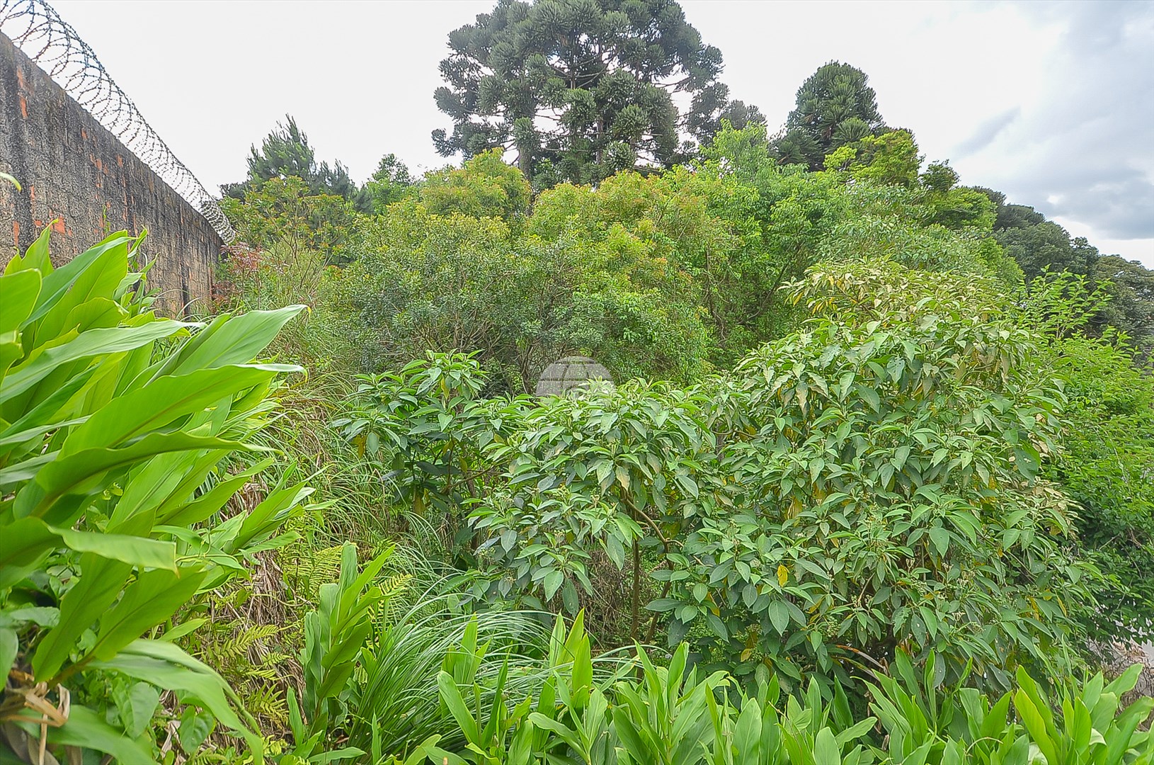 Terreno/Área à venda em Roça Grande, Colombo — Kondor Imóveis: Imobiliária em Curitiba | Uma imobiliária pra você