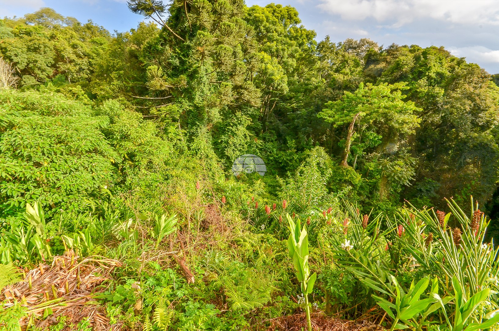 Terreno à venda em Barreirinha, Curitiba — GOMES CONSULTOR IMOBILIARIO LTDA.
