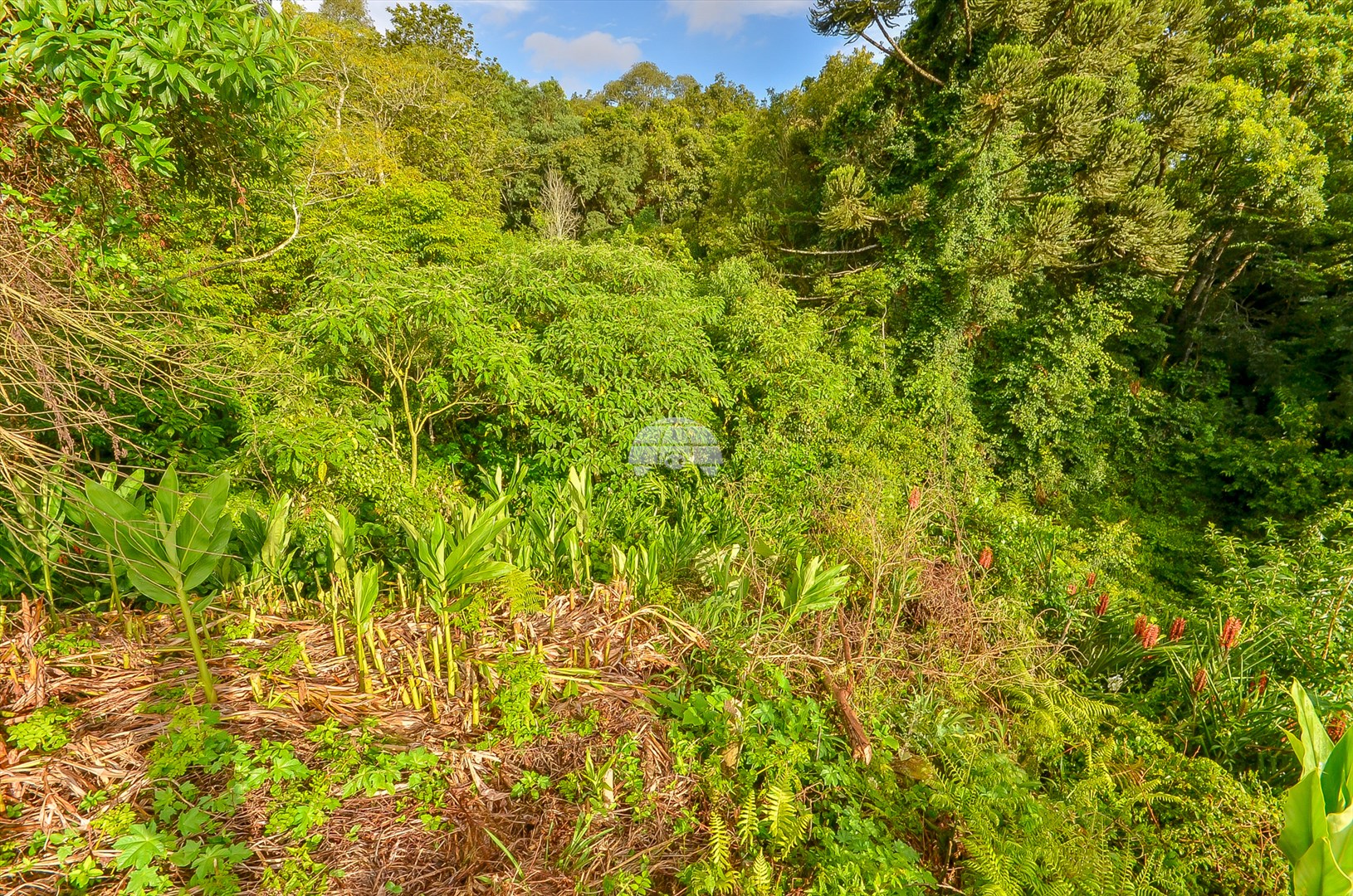 Terreno à venda em Barreirinha, Curitiba — GOMES CONSULTOR IMOBILIARIO LTDA.