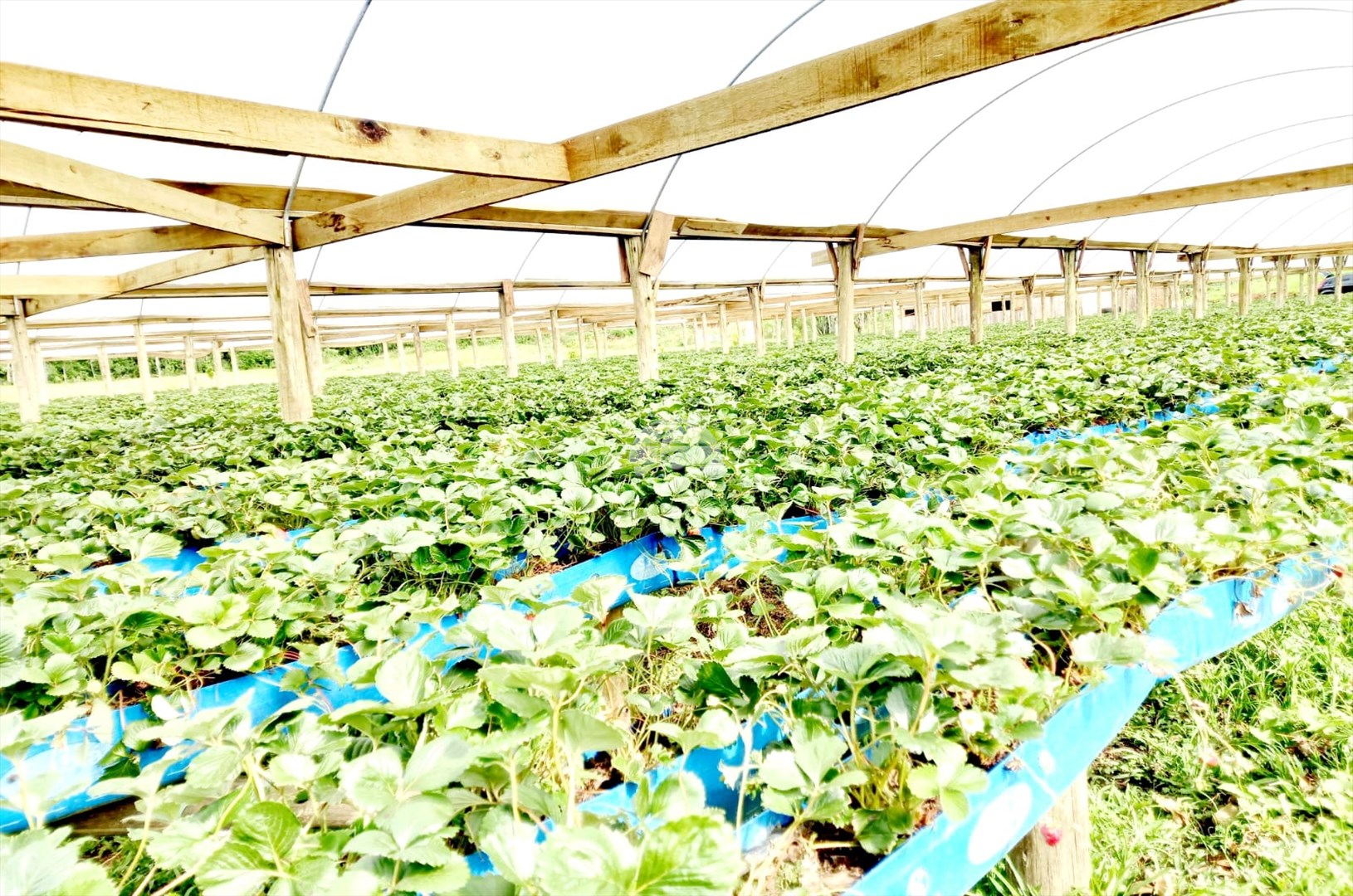 Terreno/Área à venda em Centro, Ipê — Portal Chave Fácil
