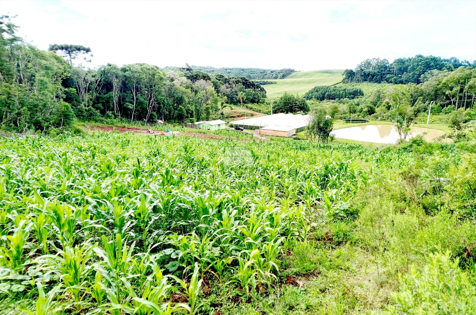 Terreno/Área à venda em Centro, Ipê — Portal Chave Fácil
