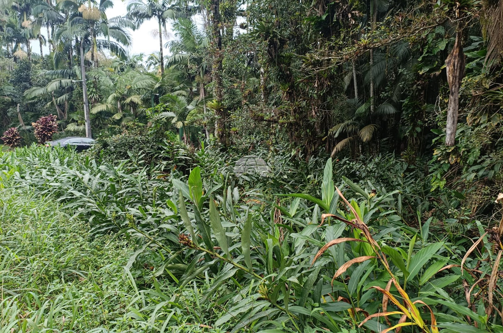 Fazenda à venda em Estrada Do Cacatu, Antonina — Portal Chave Fácil