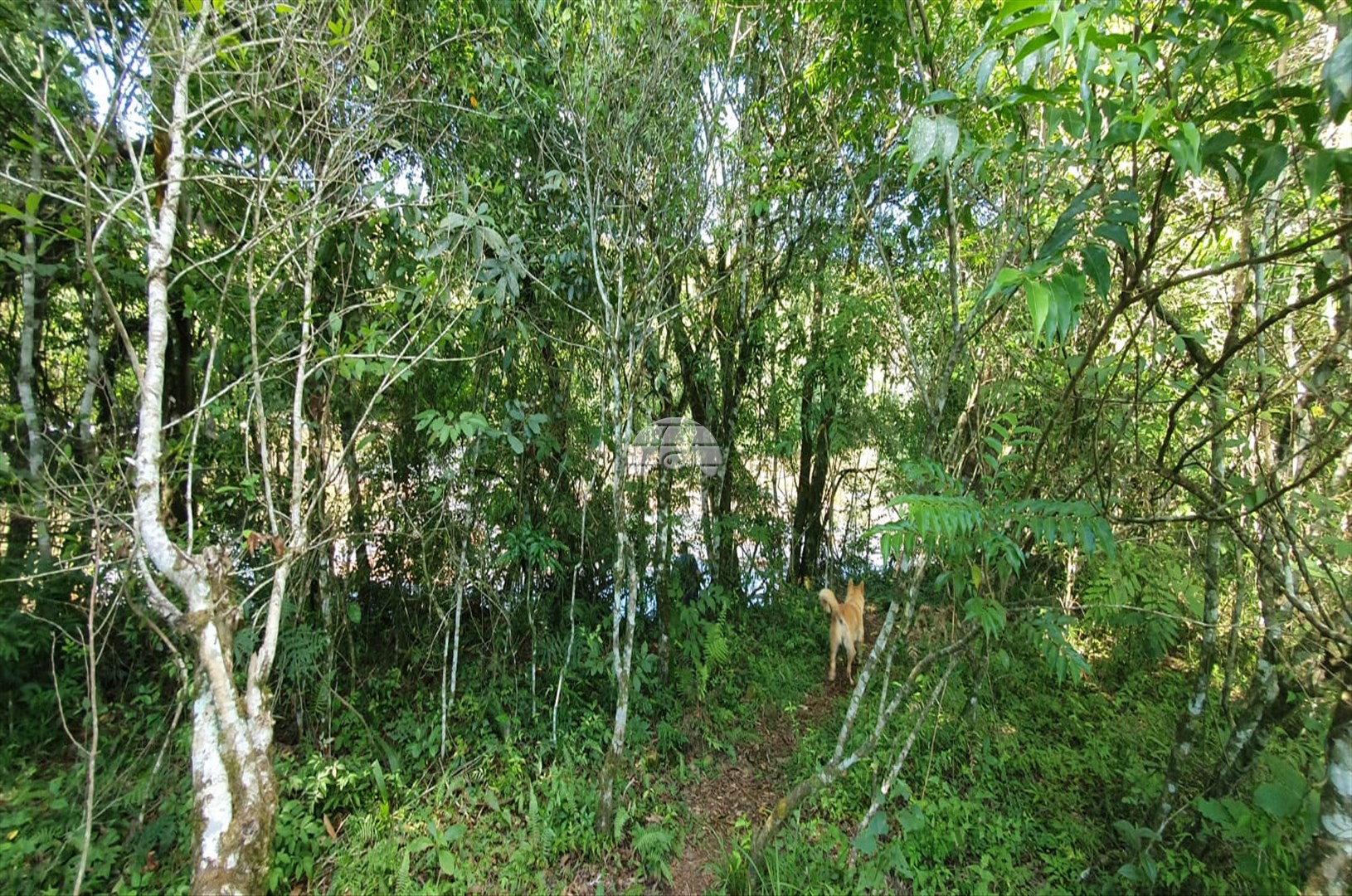 Chácara à venda em Zona Rural, Pato Branco — Portal Chave Fácil